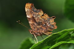 Polygonia c-album