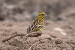 Emberiza citrinella