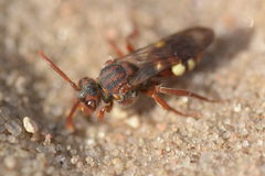 Nomada alboguttata