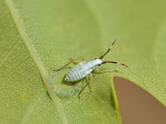 Cyllecoris histrionius