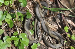 Natrix natrix