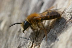 Andrena fulva