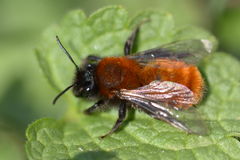 Andrena fulva