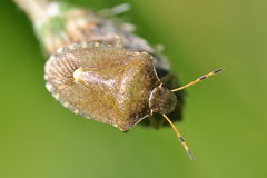 Peribalus strictus