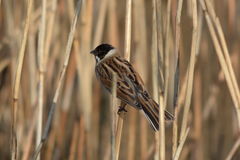 Emberiza schoeniclus