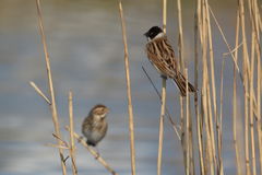 Emberiza schoeniclus