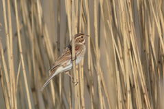 Emberiza schoeniclus