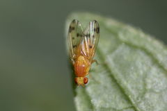 Homoneura notata