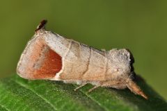 Clostera curtula