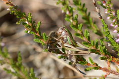 Metrioptera brachyptera