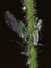 Macrosiphum gei