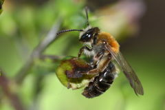 Andrena fucata