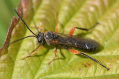 Acaenitus dubitator