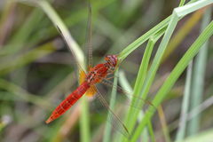 Crocothemis erythraea