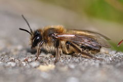 Andrena praecox