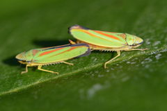 Graphocephala fennahi