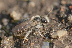 Larandrena ventralis