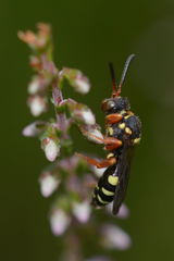 Nomada rufipes