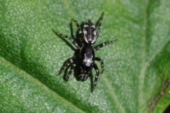 Salticus zebraneus