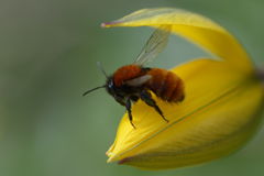 Andrena fulva