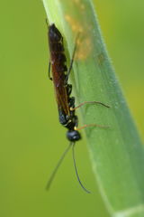 Calameuta filiformis