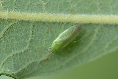 Orthotylus marginalis