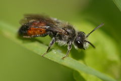 Andrena labiata