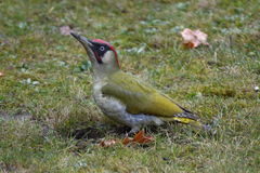 Picus viridis