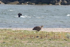 Haliaeetus albicilla