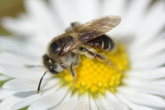 Larandrena ventralis