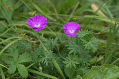 Geranium sanguineum