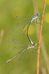 Lestes dryas