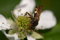 Nomada striata