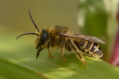 Melitta nigricans