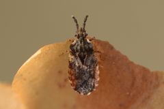 Aradus depressus