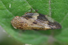 Aphrophora alni