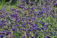 Anchusa officinalis