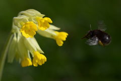 Anthophora plumipes