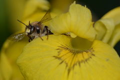 Anthophora furcata