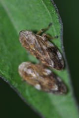 Philaenus spumarius