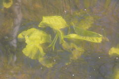 Nuphar lutea