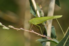 Phaneroptera falcata